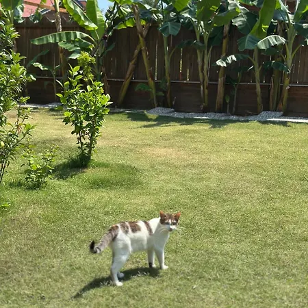 Wooden Stage Homes Feriehus Fethiye