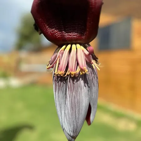 Wooden Stage Homes * Фетхие